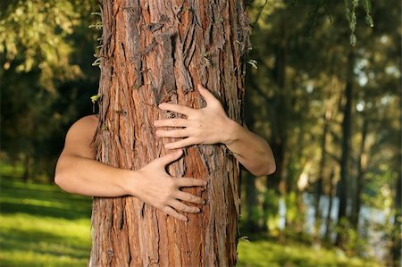 A treehugger conservationist with arms wrapped around a conifer. f.8 Foto de stock - Super Valor sin royalties y Suscripción, Código: 400-04446706
