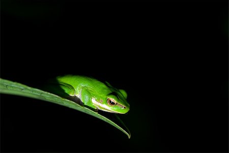 spotted frog - litoria fallax, dwarf green tree frog caught in the spotlight Stock Photo - Budget Royalty-Free & Subscription, Code: 400-04446748