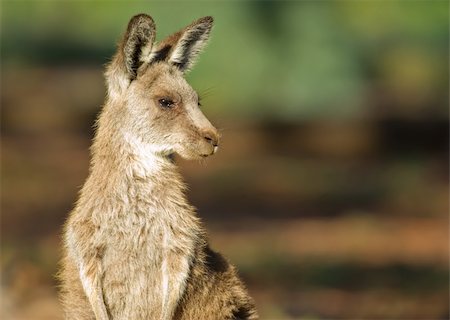 an image of an small eastern grey kangaroo in the wild Stockbilder - Microstock & Abonnement, Bildnummer: 400-04446768