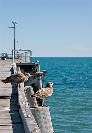 petrel - two seabirds (petrels) stand on the edge of the jetty and look out over the water Stock Photo - Budget Royalty-Free & Subscription, Code: 400-04446774