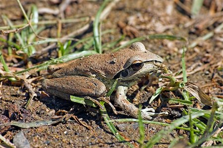 a small litoria brevipalmata (green thighed frog) sits on the dirt Photographie de stock - Aubaine LD & Abonnement, Code: 400-04446772