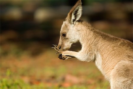 an image of an small eastern grey kangaroo in the wild Fotografie stock - Microstock e Abbonamento, Codice: 400-04446788