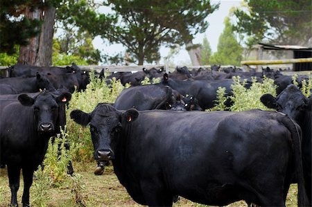 black cows in a corral looking around Stock Photo - Budget Royalty-Free & Subscription, Code: 400-04446808
