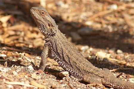 a central bearded dragon lizard getting warm in the sun Foto de stock - Royalty-Free Super Valor e Assinatura, Número: 400-04446802