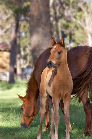 a young horse foal looks at the camera in front of the mare Stock Photo - Budget Royalty-Free & Subscription, Code: 400-04446831