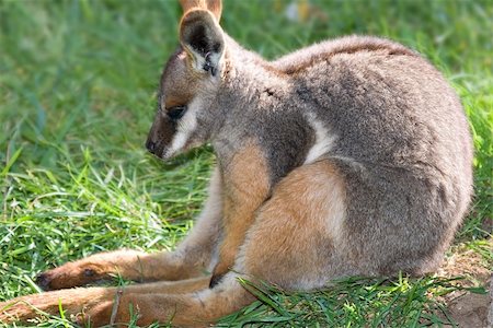 young yellow footed rock wallaby Stock Photo - Budget Royalty-Free & Subscription, Code: 400-04446999