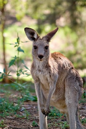 an image of an small eastern grey kangaroo in the wild Stockbilder - Microstock & Abonnement, Bildnummer: 400-04446992