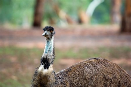 image of an australian flightless emu in a natural setting Photographie de stock - Aubaine LD & Abonnement, Code: 400-04447002