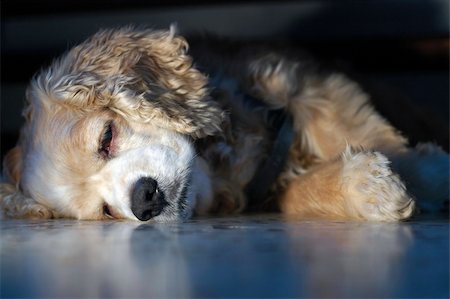 A very tired and exhausted cocker spaniel sleeping at home Stock Photo - Budget Royalty-Free & Subscription, Code: 400-04447044