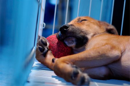 A tired brown stray puppy sleeping in cage Stock Photo - Budget Royalty-Free & Subscription, Code: 400-04447042