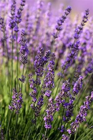 felinda (artist) - field of lavender, Provence, France Photographie de stock - Aubaine LD & Abonnement, Code: 400-04447074