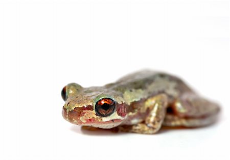 a red eyed bleating tree frog (litoria dentata) sits on a white background Photographie de stock - Aubaine LD & Abonnement, Code: 400-04447116
