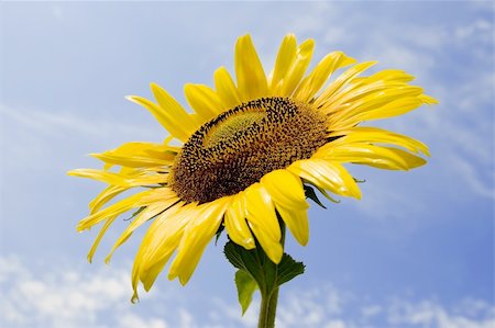 simsearch:400-04751722,k - sunflower in the sun Stock Photo - Budget Royalty-Free & Subscription, Code: 400-04447244