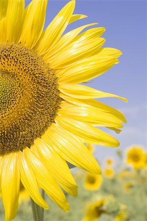 simsearch:400-04751722,k - sunflower in the sun Stock Photo - Budget Royalty-Free & Subscription, Code: 400-04447245