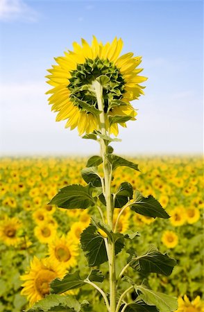 simsearch:400-04751722,k - sunflowers in the sun Stock Photo - Budget Royalty-Free & Subscription, Code: 400-04447248