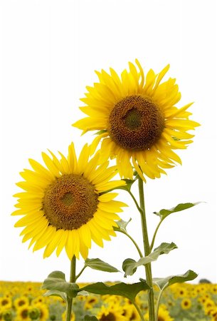 simsearch:400-04751722,k - sunflowers in the sun Stock Photo - Budget Royalty-Free & Subscription, Code: 400-04447242