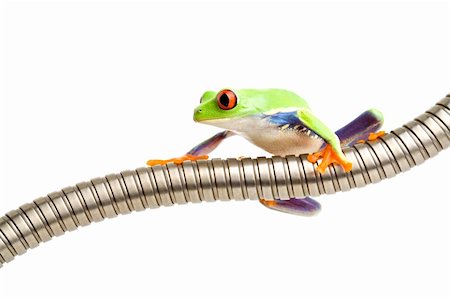 simsearch:400-04463752,k - red-eyed tree frog (Agalychnis callidryas) climbing around on metal tubing, isolated on white. Stockbilder - Microstock & Abonnement, Bildnummer: 400-04447462