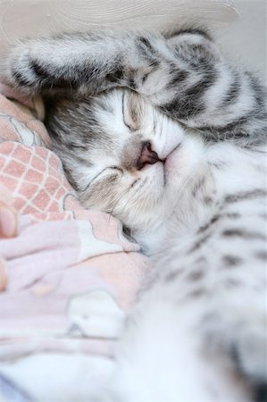 The lovely grey kitten sleeps having closed by a paw Stockbilder - Microstock & Abonnement, Bildnummer: 400-04447511
