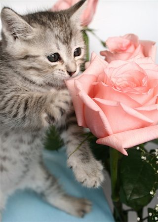 Grey kitten and pink rose Stockbilder - Microstock & Abonnement, Bildnummer: 400-04447512