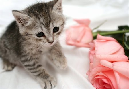 Grey kitten and pink rose Stockbilder - Microstock & Abonnement, Bildnummer: 400-04447513