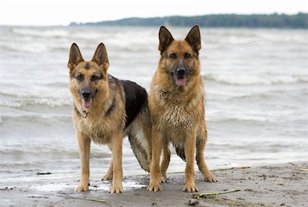 simsearch:400-04446495,k - Two wet sheepdogs staying near the storm sea Fotografie stock - Microstock e Abbonamento, Codice: 400-04447552