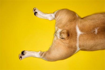 simsearch:400-04446275,k - Hind legs of English Bulldog laying on yellow background. Foto de stock - Super Valor sin royalties y Suscripción, Código: 400-04447828
