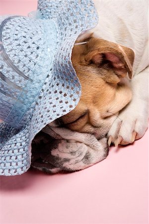 simsearch:700-02671088,k - Close-up of English bulldog sleeping on pink background and wearing a bonnet. Photographie de stock - Aubaine LD & Abonnement, Code: 400-04447834