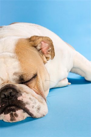 simsearch:700-02671088,k - Close-up of sleeping English Bulldog on blue background. Photographie de stock - Aubaine LD & Abonnement, Code: 400-04447840