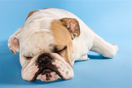 simsearch:700-02671088,k - Close-up of sleeping English Bulldog on blue background. Photographie de stock - Aubaine LD & Abonnement, Code: 400-04447841