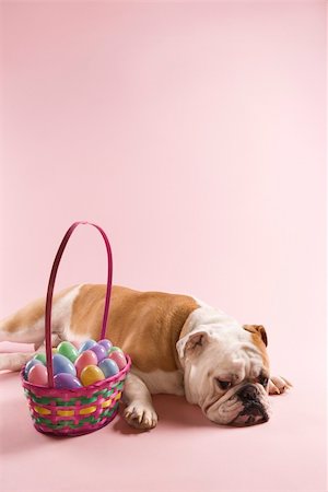 simsearch:700-02671088,k - Sleeping English Bulldog next to Easter basket on pink background. Photographie de stock - Aubaine LD & Abonnement, Code: 400-04447843