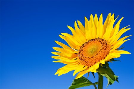 simsearch:400-04872162,k - sunflower against blue sky Stock Photo - Budget Royalty-Free & Subscription, Code: 400-04447878