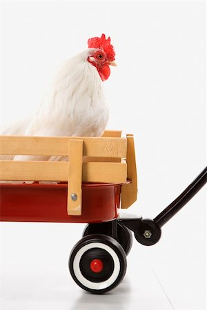 simsearch:693-03303754,k - Old English Bantam Rooster in red wagon. Photographie de stock - Aubaine LD & Abonnement, Code: 400-04448224