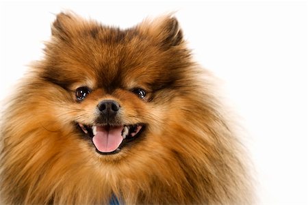 simsearch:400-04446240,k - Pomeranian dog portrait. Foto de stock - Super Valor sin royalties y Suscripción, Código: 400-04448250