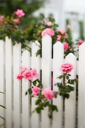 photo picket garden - Rose bush growing over white picket fence. Foto de stock - Super Valor sin royalties y Suscripción, Código: 400-04448298