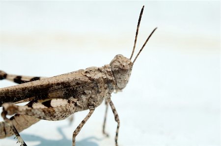Grasshopper over white background under sunlight Photographie de stock - Aubaine LD & Abonnement, Code: 400-04448576