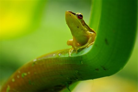 green frog Stock Photo - Budget Royalty-Free & Subscription, Code: 400-04448609