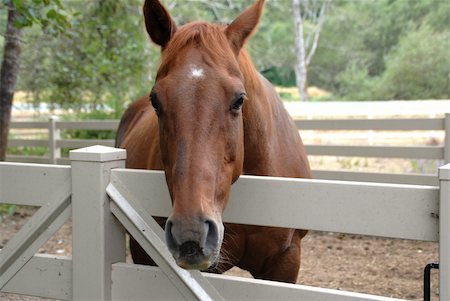 Horse Fotografie stock - Microstock e Abbonamento, Codice: 400-04448657