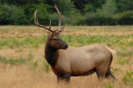 Elk Fotografie stock - Microstock e Abbonamento, Codice: 400-04448658