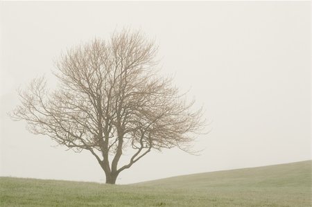 Foggy tree on its own in an empty field Stock Photo - Budget Royalty-Free & Subscription, Code: 400-04448678