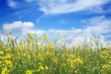 simsearch:400-07097368,k - yellow flowers, a beautiful landscape under the beautiful, blue sky with clouds Photographie de stock - Aubaine LD & Abonnement, Code: 400-04448721