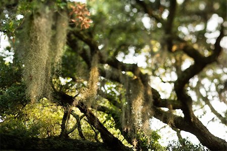 Spanish moss hanging from live oak tree on Bald Head Island, North Carolina. Foto de stock - Super Valor sin royalties y Suscripción, Código: 400-04448870