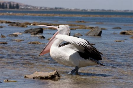 eating boat - Australian Pelican in the ocean, South Australia Stock Photo - Budget Royalty-Free & Subscription, Code: 400-04448998