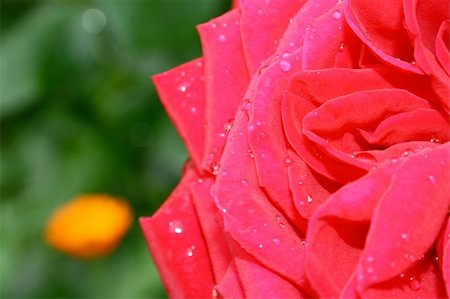 simsearch:400-04432314,k - The red rose with small water drops Stock Photo - Budget Royalty-Free & Subscription, Code: 400-04448999
