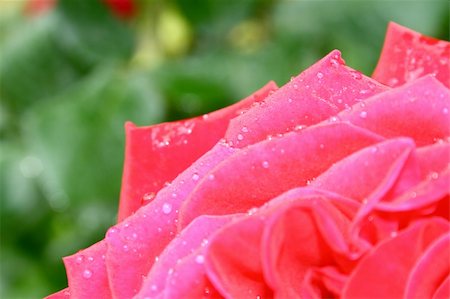 simsearch:400-04432314,k - The red rose with small water drops Stock Photo - Budget Royalty-Free & Subscription, Code: 400-04449000