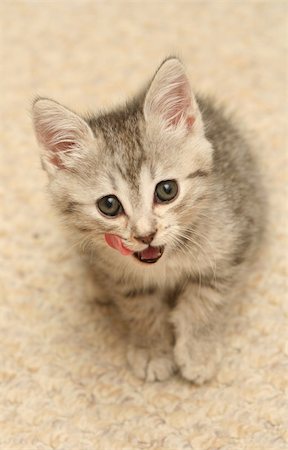The small grey kitten washes Stockbilder - Microstock & Abonnement, Bildnummer: 400-04449029