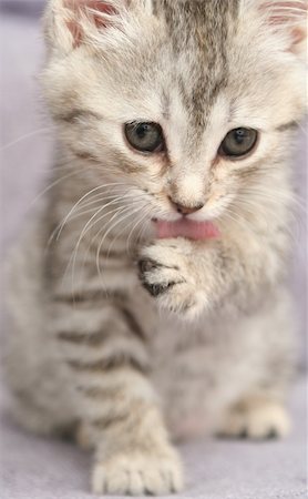 The small grey kitten washes Stockbilder - Microstock & Abonnement, Bildnummer: 400-04449030