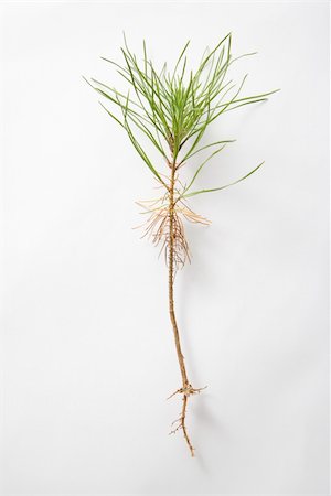 pine tree one not snow not people - Still-life of dug up sapling in studio against white background. Stock Photo - Budget Royalty-Free & Subscription, Code: 400-04449142