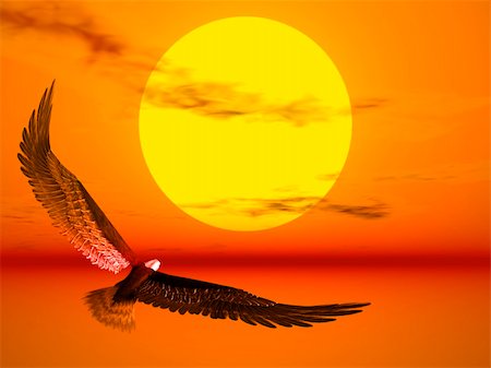 simsearch:400-05112565,k - An eagle flight against a very colourful sunset Stock Photo - Budget Royalty-Free & Subscription, Code: 400-04449335