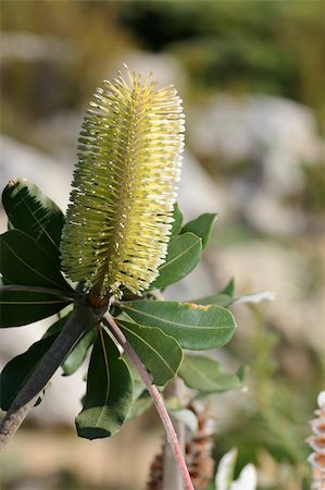 Banksia Integrifolia is a species of tree that grows along the east coast of Australia.  The flower heads are made up of hundreds of tiny individual flowers grouped together (inflorescence).  Photographed Mt Tomah Botanical garden Stock Photo - Budget Royalty-Free & Subscription, Code: 400-04449364