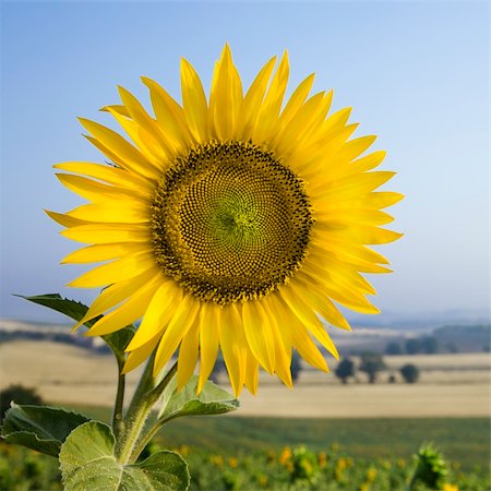 simsearch:400-03923721,k - Close-up of one sunflower growing in field in Tuscany, Italy. Stock Photo - Budget Royalty-Free & Subscription, Code: 400-04449436